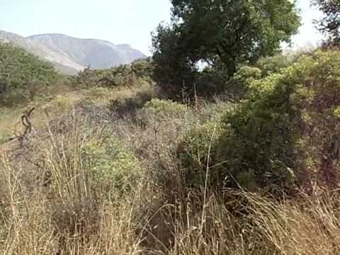 Pointer su Coturnice