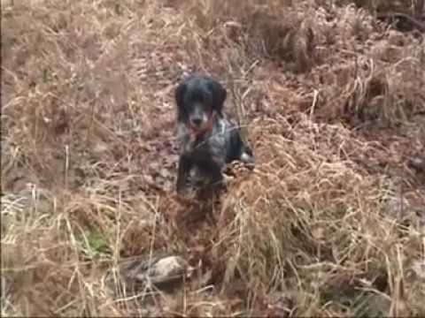 Beccaccia, Regina del Bosco