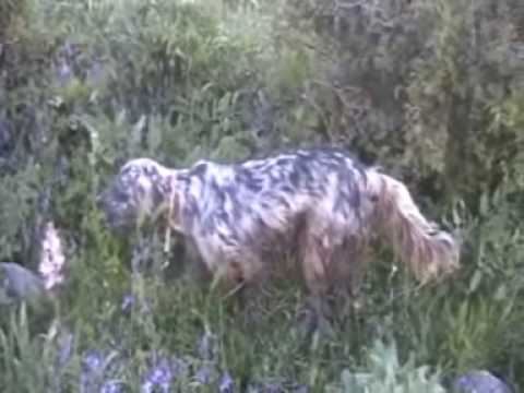 Caccia alla Coturnice