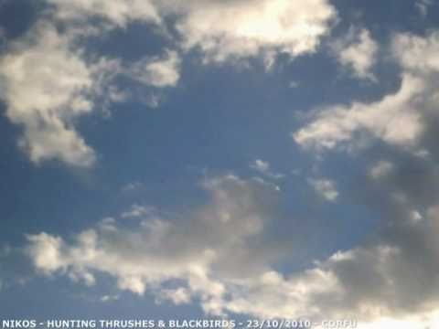 Caccia a Tordi e Merli in Grecia