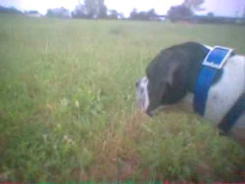 Caccia alla Quaglia con Pointer