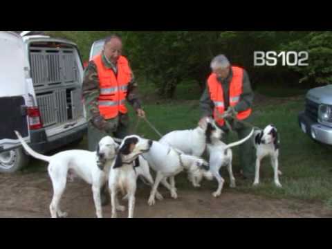 Cani da Cinghiale – Beeper per cani da Seguita