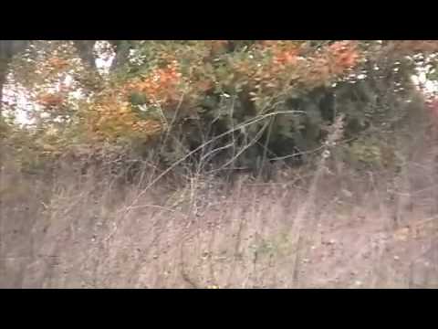 COCKER SPANIEL INGLESE A CACCIA