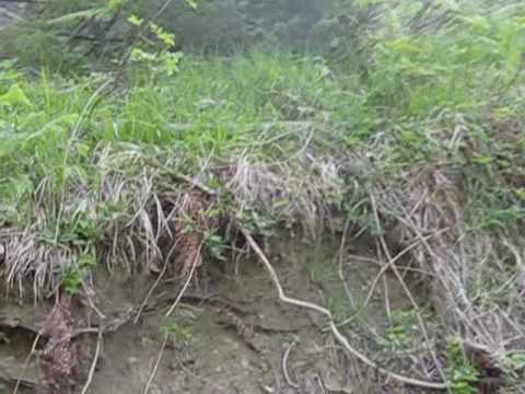 Cani da Caccia al Cinghiale