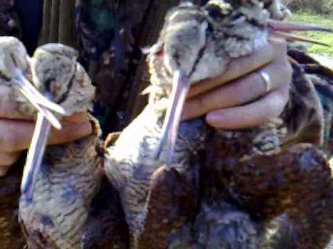 Cane da Caccia Setter