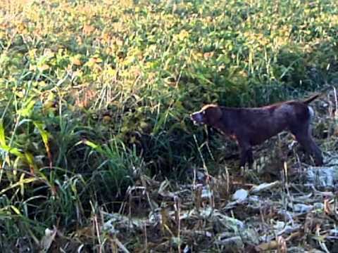 Bracco Tedesco in addestramento.