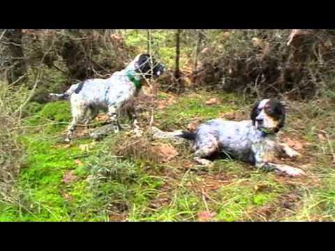 Caccia alla Beccaccia