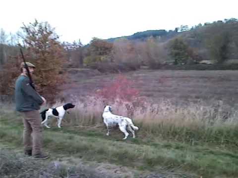 A Caccia con Setter e Pointer