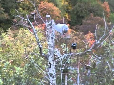 Caccia al colombaccio da Capanno