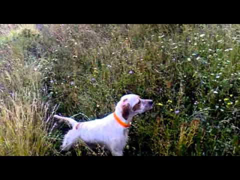 Cane da Caccia Setter su Fagiano