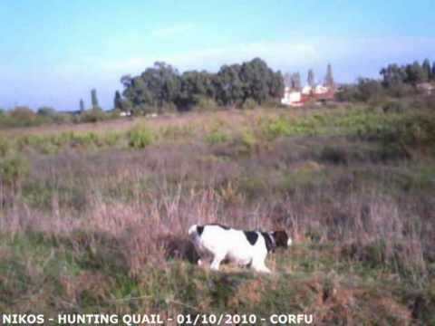 Caccia alla Quaglia in Grecia