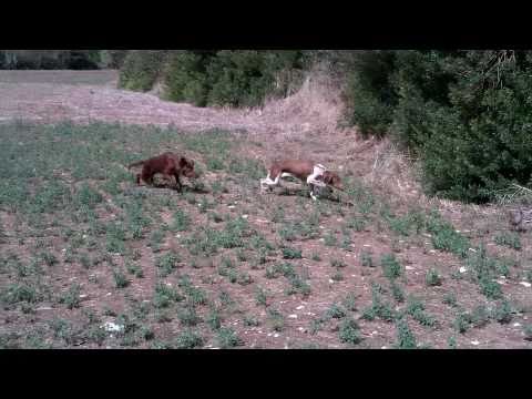 Setter Irlandese e Bracco Italiano su Pernice