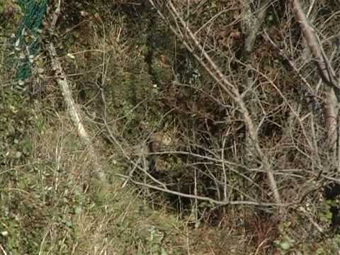 CACCIA ALLA LEPRE SECONDA PARTE