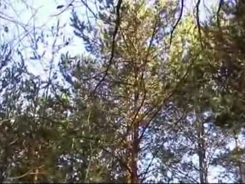 Beccaccia…la Regina del bosco