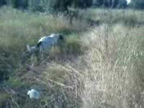 Caccia al fagiano con setter