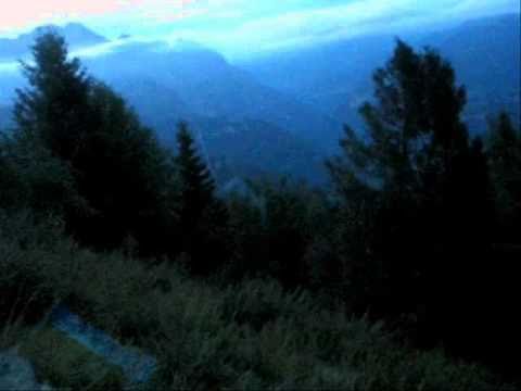 CANI DA CACCIA IN ADDESTRAMENTO