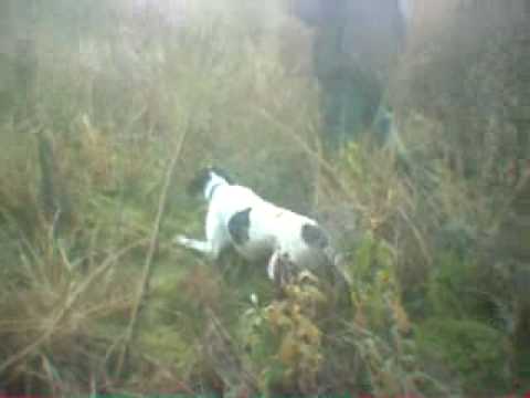 Cane da Caccia Pointer su Lepre