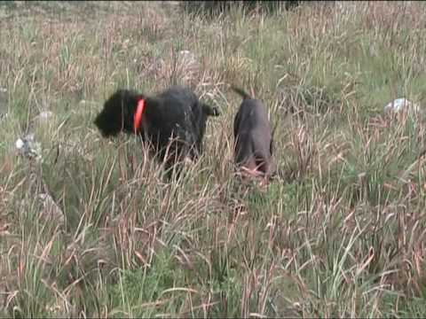 Drahthaar e kurzar a pernice sarda