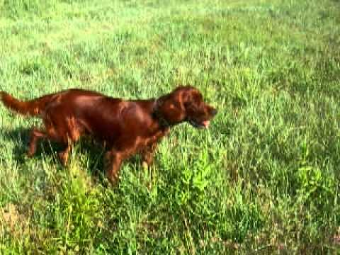 Cane da Caccia Setter Irlandese