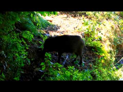 Cinghiali nel monte di Portofino