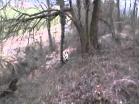 Cani da Caccia Springer in cerca….