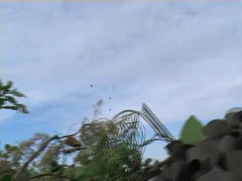 Caccia a Colombi, Anatre, Oche e Francolini.