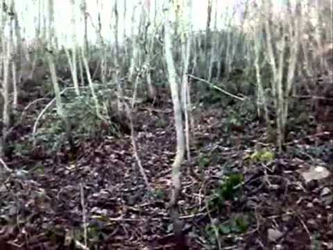 Caccia alla Beccaccia