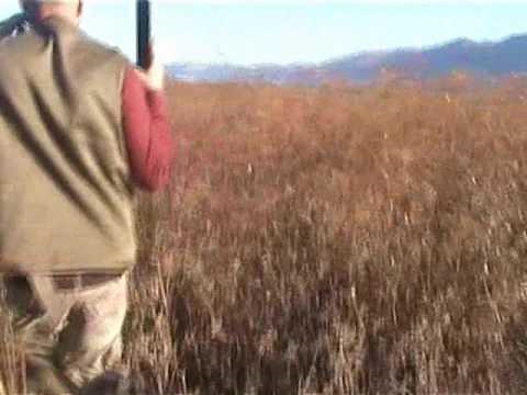 Caccia alla Quaglia con setter inglesi