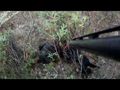 Caccia al Cinghiale in Corsica