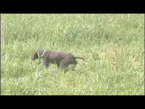 Caccia alle quaglie con kurzhaar