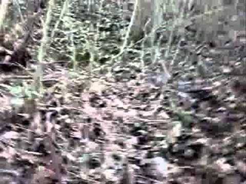 Setter in ferma su Beccaccia.