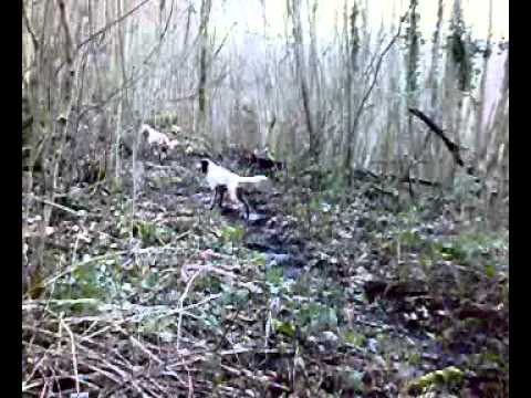 Caccia alla Beccaccia