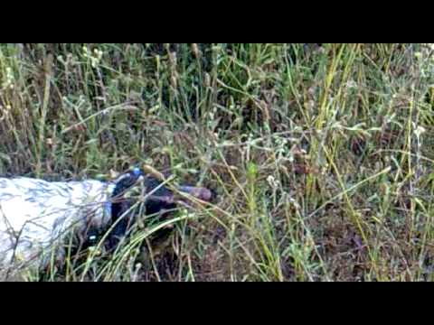 Setter in azione su Quaglia selvatica