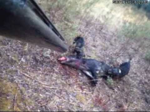 Caccia al Cinghiale in Francia