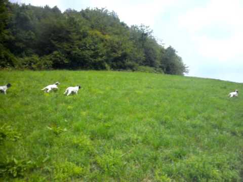 PICCOLI SETTER IN ADDESTRAMENTO