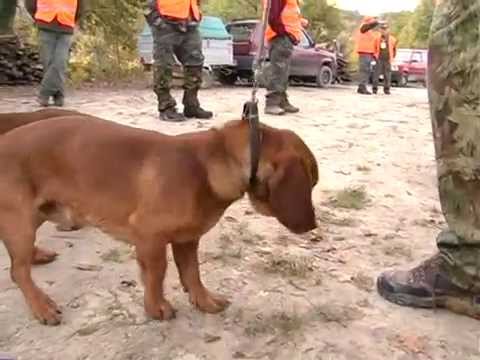 CACCIA AL CINGHIALE NELLE MARCHE