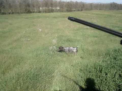 KURZHAAR IN FERMA SU QUAGLIE