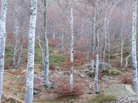 Caccia al Fagiano