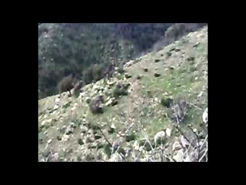 Caccia al Cinghiale in Aspromonte