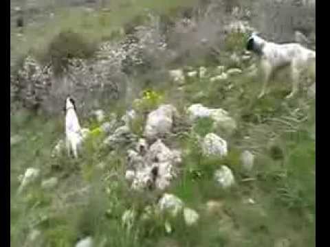 Setter in ferma su coppia di coturnice siciliana