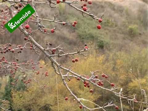 Caccia da Appostamento Fisso nelle Marche