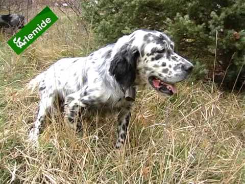 Caccia da Appostamento Fisso