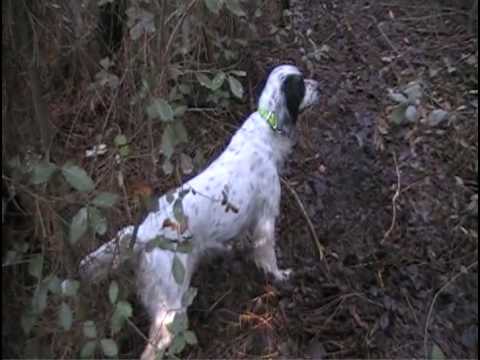 Setter in ferma alla beccaccia