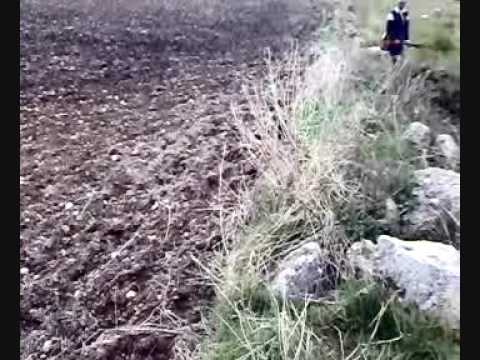 Sicilia: caccia al coniglio selvatico