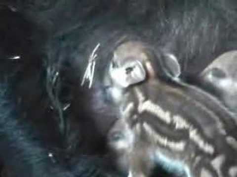 Cinghiali: splendido documentario sui cinghiali