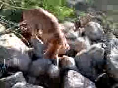 Cirnechi dell\’etna scovano un coniglio nella tana..