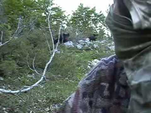 Chi aspetta l\’orso…si becca il cinghiale!!!