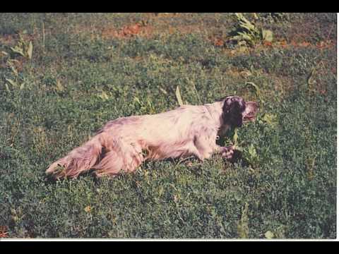 Setter e Pointer in azioni da caccia