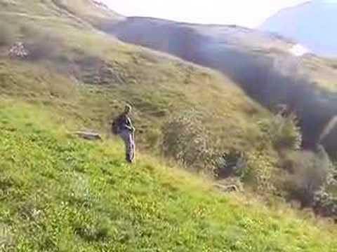 Setter inglese in addestramento