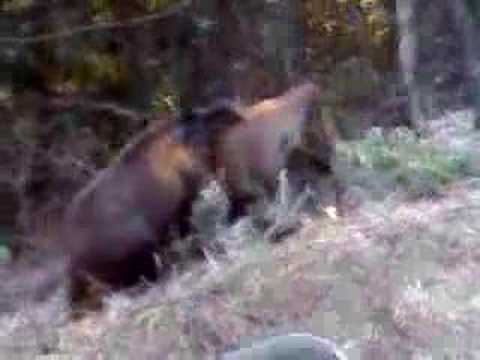 Cinghiali al pascolo sul margine della strada